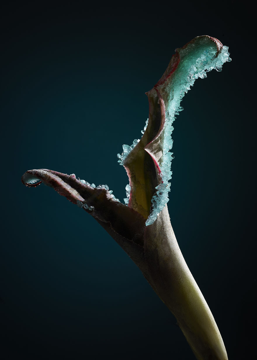 Encrusting Flora With Stabilised Crystals