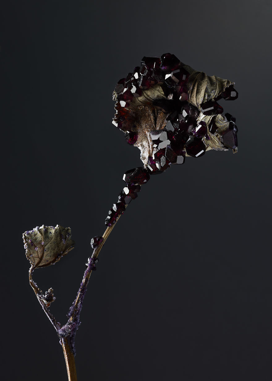 Encrusting Flora With Stabilised Crystals