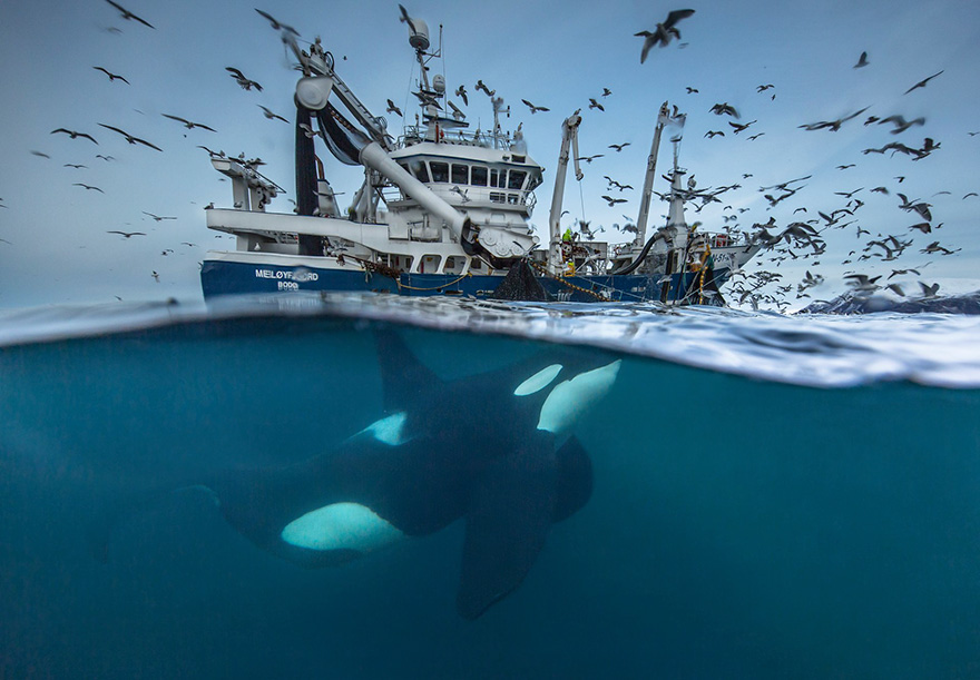 Wildlife Photographer Of The Year 2016 Finalists