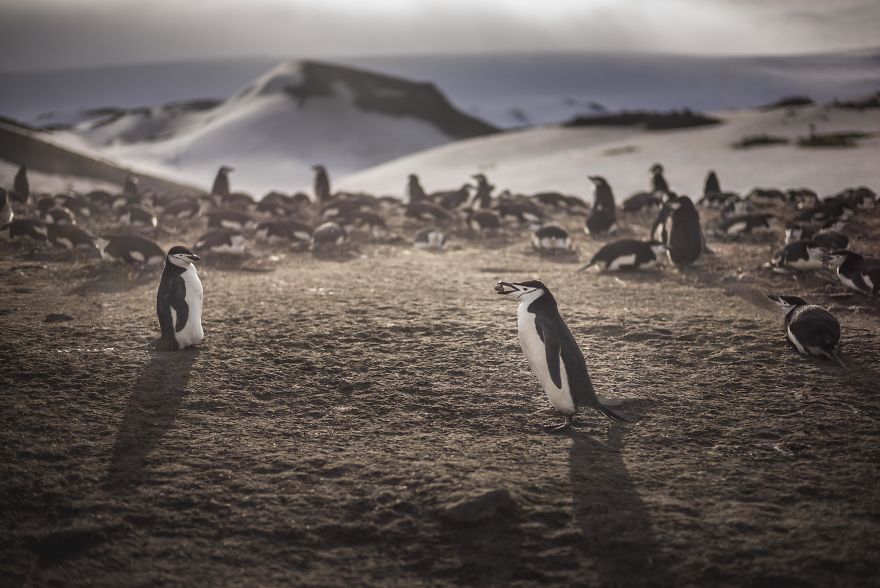 How Antarctic Penguins Adapt To Climate Change: Unhappy Feet