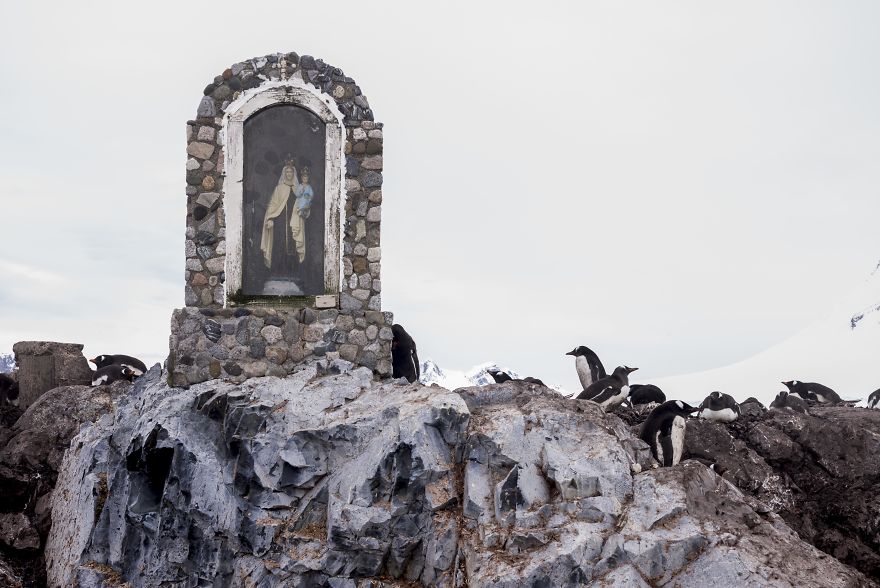 How Antarctic Penguins Adapt To Climate Change: Unhappy Feet How Antarctic Penguins Adapt To Climate Change: Unhappy Feet