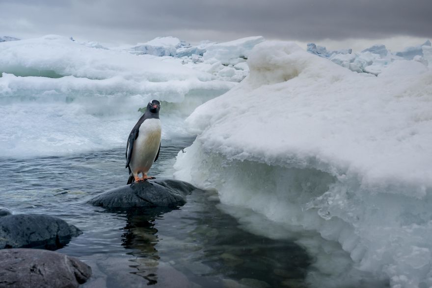How Antarctic Penguins Adapt To Climate Change: Unhappy Feet How Antarctic Penguins Adapt To Climate Change: Unhappy Feet