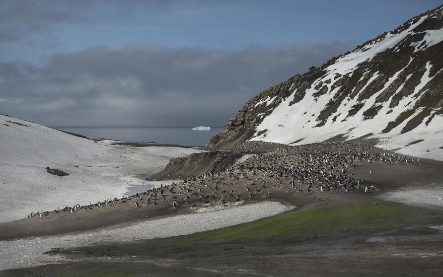How Antarctic Penguins Adapt To Climate Change: Unhappy Feet How Antarctic Penguins Adapt To Climate Change: Unhappy Feet
