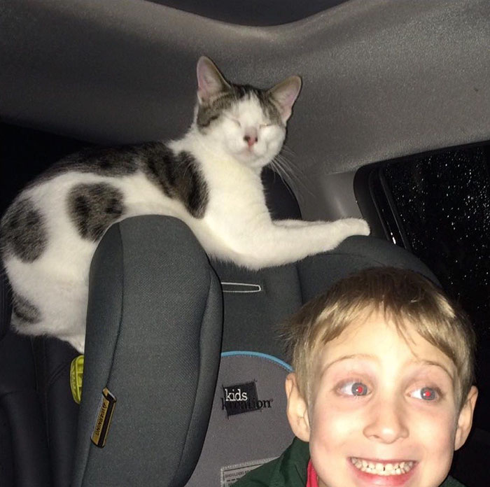 Cat Rescued Hours Before Death Row, Can’t Stop Thanking His Rescuer On Their Way Home