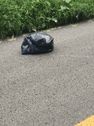 Woman Sees A Moving Garbage Bag On The Road, Stops Her Car To Save It Woman Sees A Moving Garbage Bag On The Road, Stops Her Car To Save It