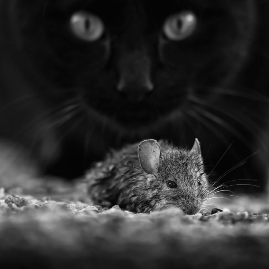 The Mysterious Lives Of Cats Captured In Black & White The Mysterious Lives Of Cats Captured In Black & White
