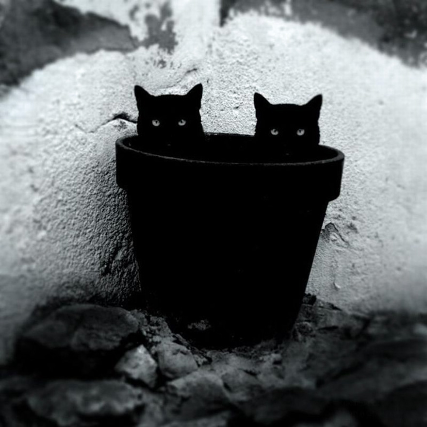 The Mysterious Lives Of Cats Captured In Black & White The Mysterious Lives Of Cats Captured In Black & White