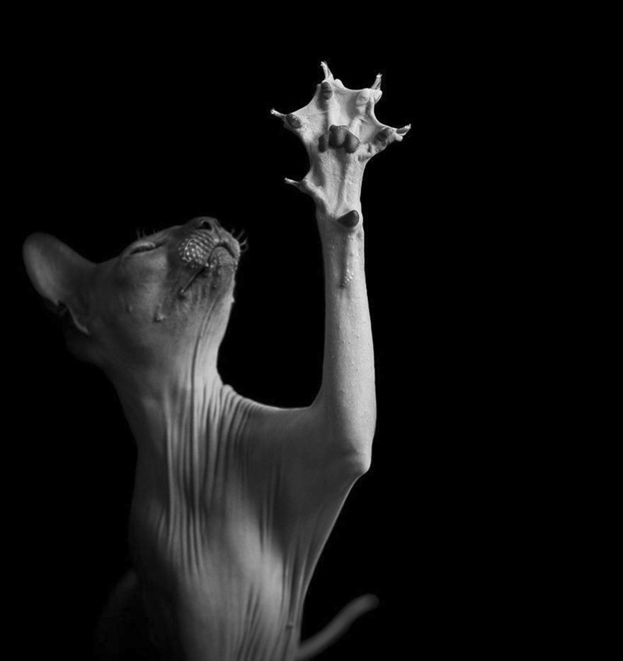 The Mysterious Lives Of Cats Captured In Black & White The Mysterious Lives Of Cats Captured In Black & White
