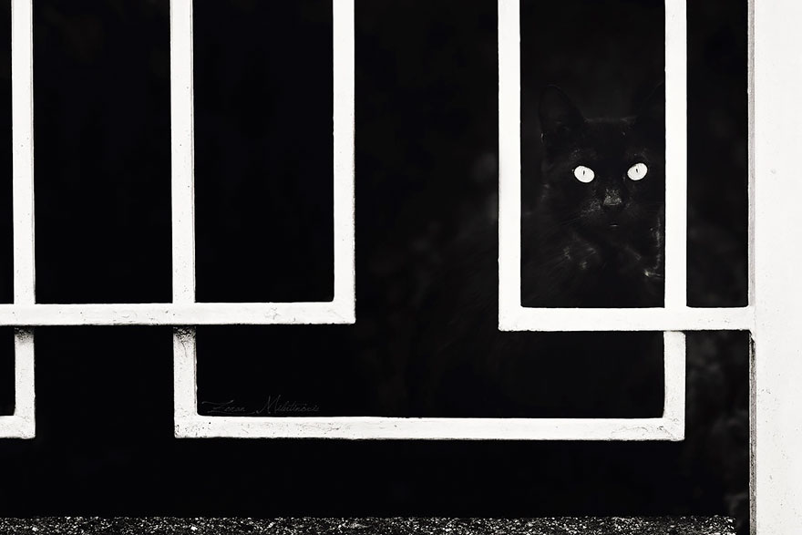 The Mysterious Lives Of Cats Captured In Black & White The Mysterious Lives Of Cats Captured In Black & White