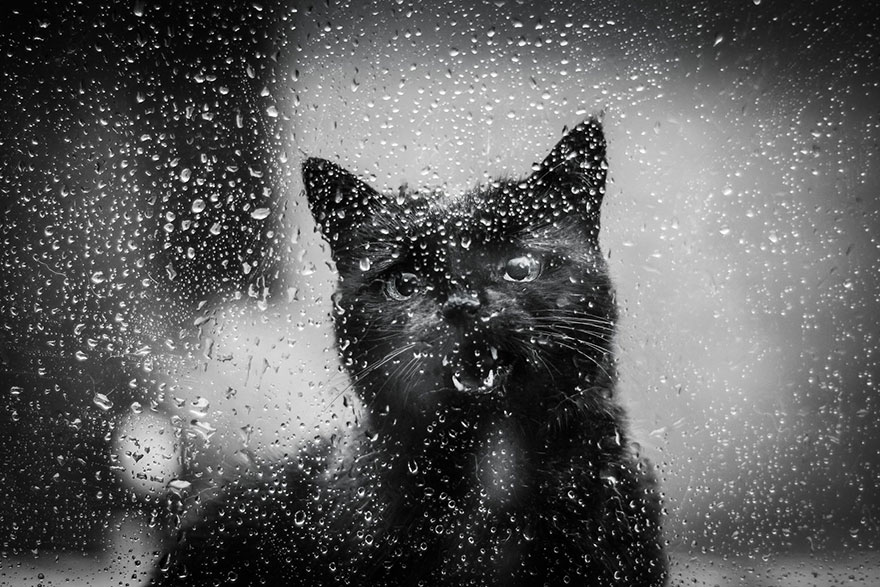 The Mysterious Lives Of Cats Captured In Black & White The Mysterious Lives Of Cats Captured In Black & White