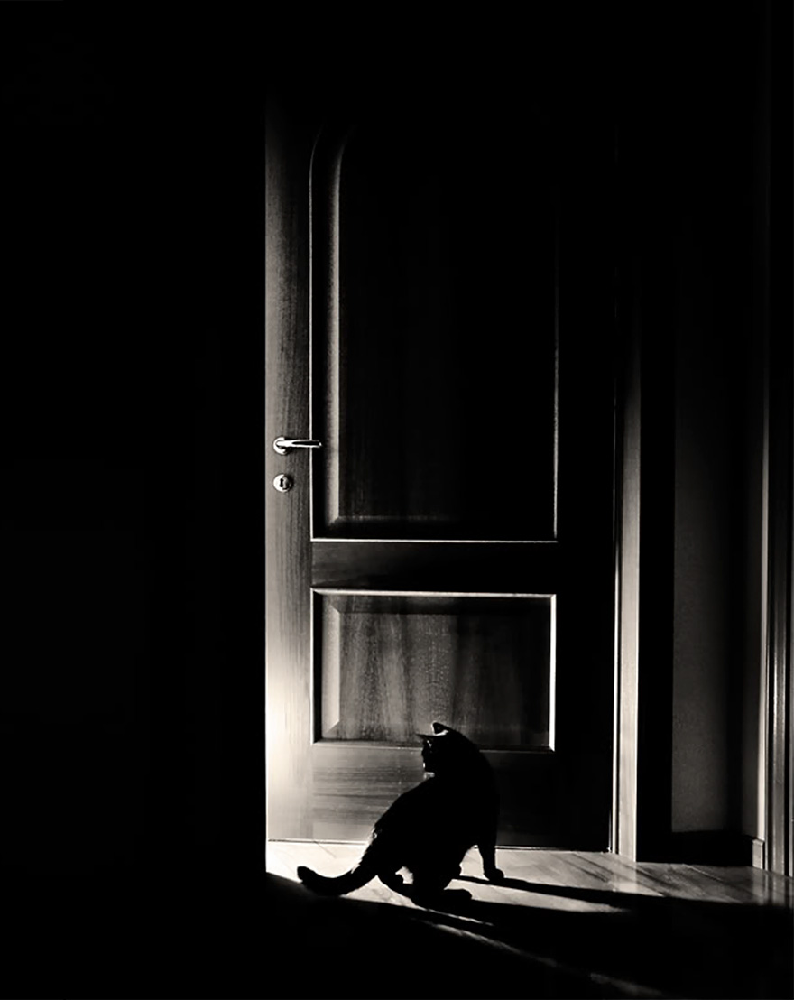 The Mysterious Lives Of Cats Captured In Black & White The Mysterious Lives Of Cats Captured In Black & White