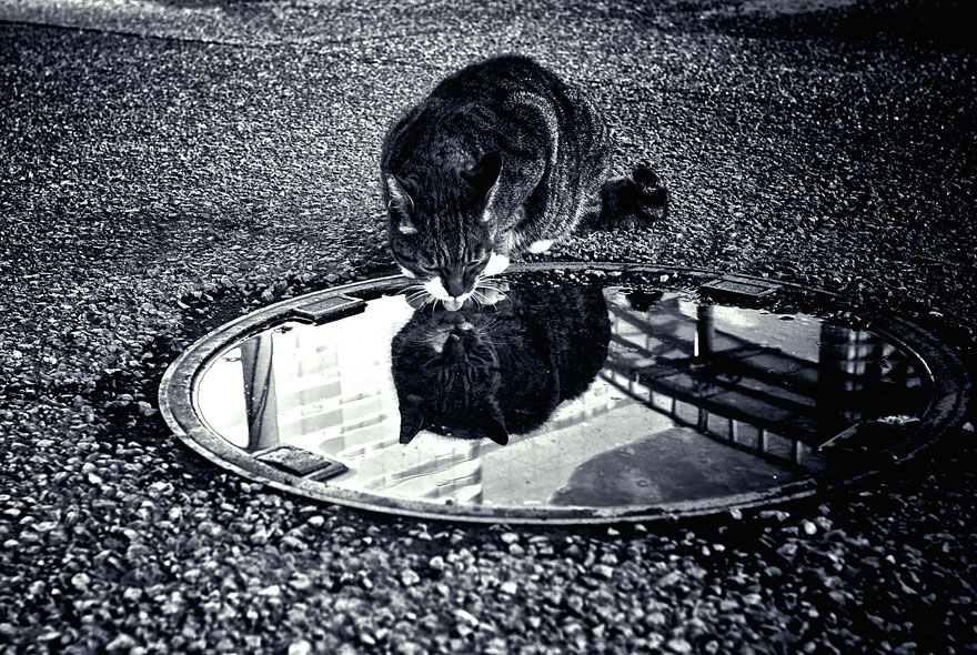 The Mysterious Lives Of Cats Captured In Black & White The Mysterious Lives Of Cats Captured In Black & White