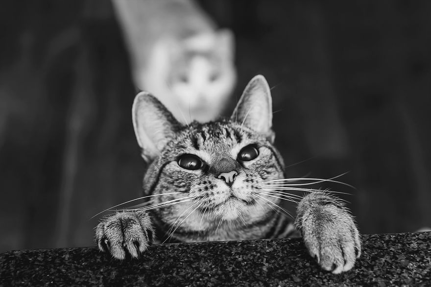 The Mysterious Lives Of Cats Captured In Black & White The Mysterious Lives Of Cats Captured In Black & White