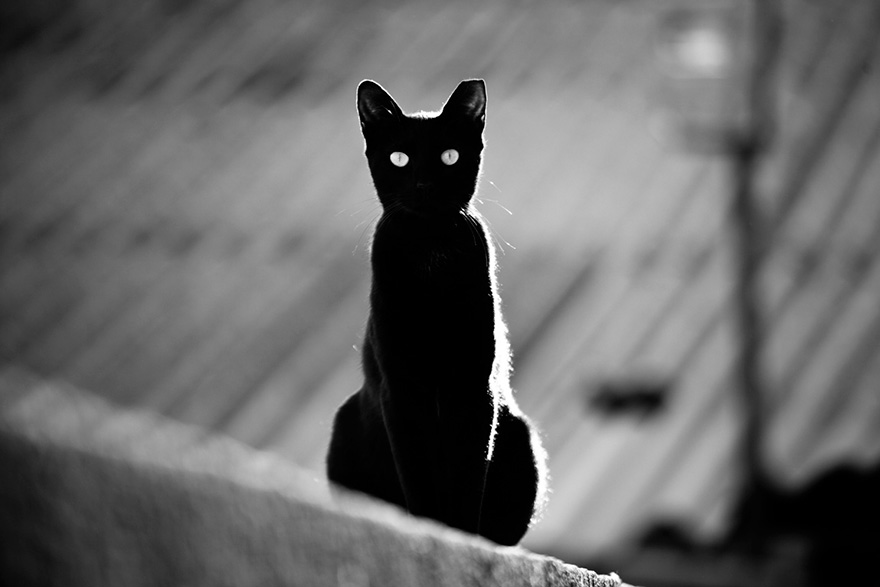 The Mysterious Lives Of Cats Captured In Black & White The Mysterious Lives Of Cats Captured In Black & White