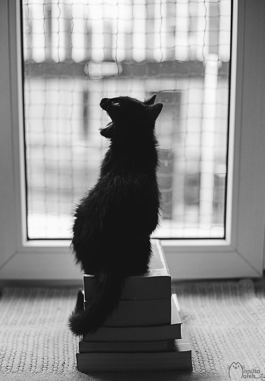 The Mysterious Lives Of Cats Captured In Black & White The Mysterious Lives Of Cats Captured In Black & White