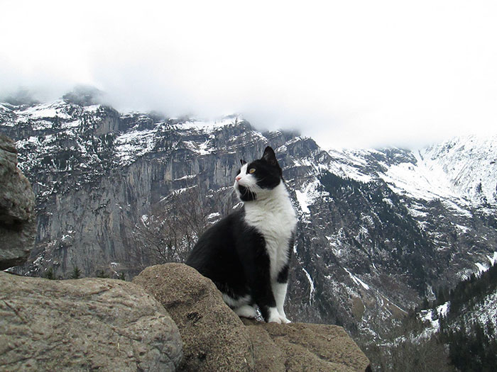This Cat Guided A Lost Man Down A Mountain In Switzerland This Cat Guided A Lost Man Down A Mountain In Switzerland