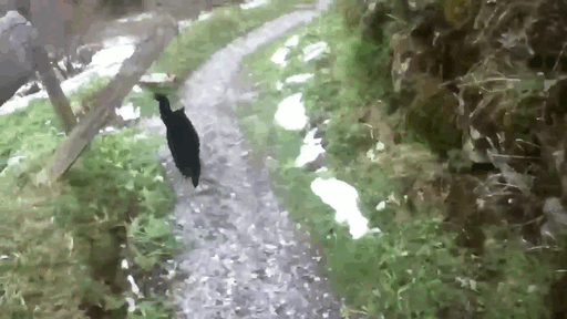 This Cat Guided A Lost Man Down A Mountain In Switzerland This Cat Guided A Lost Man Down A Mountain In Switzerland