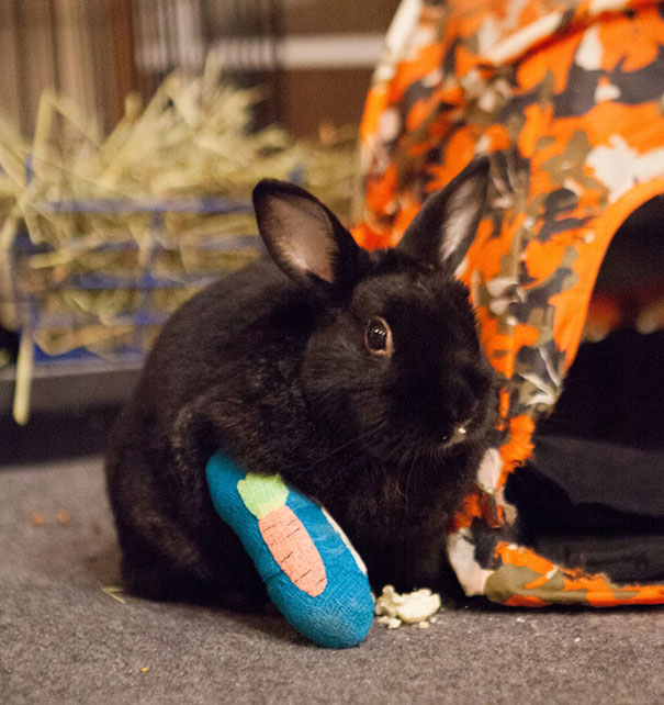 This Tiny Hamster With Broken Arm Will Make You Go “Aww” This Tiny Hamster With Broken Arm Will Make You Go “Aww”