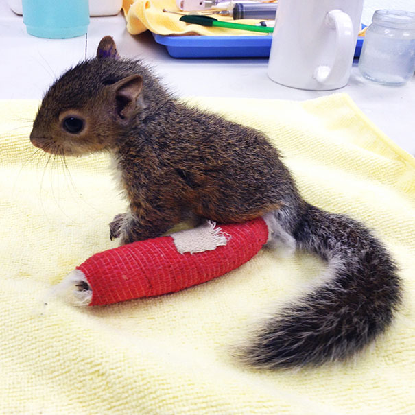 This Tiny Hamster With Broken Arm Will Make You Go “Aww” This Tiny Hamster With Broken Arm Will Make You Go “Aww”