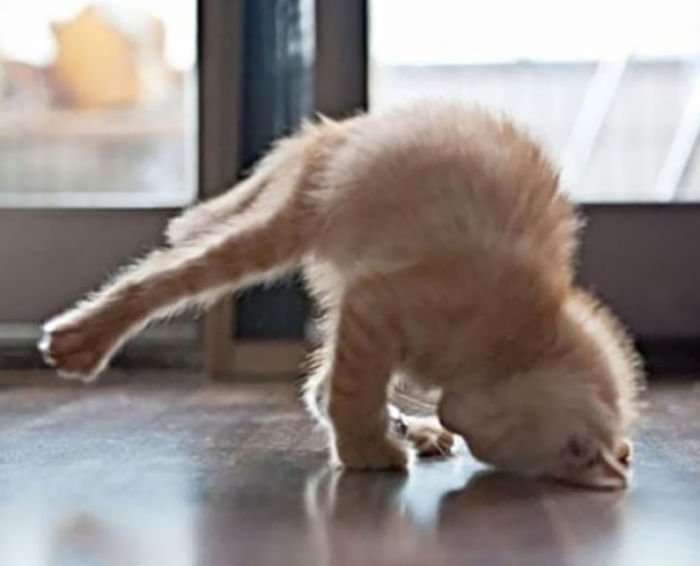 104 Animals That Do Yoga Better Than You 104 Animals That Do Yoga Better Than You