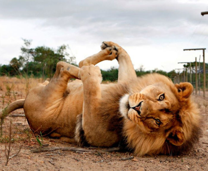 104 Animals That Do Yoga Better Than You 104 Animals That Do Yoga Better Than You