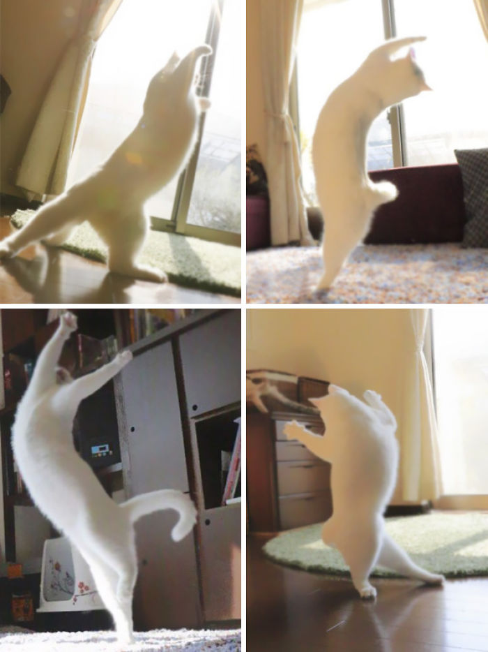 104 Animals That Do Yoga Better Than You 104 Animals That Do Yoga Better Than You