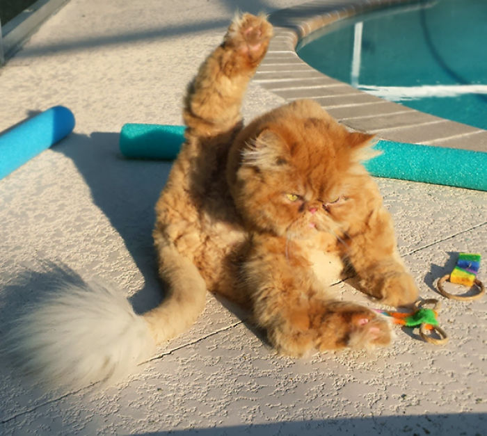 104 Animals That Do Yoga Better Than You 104 Animals That Do Yoga Better Than You