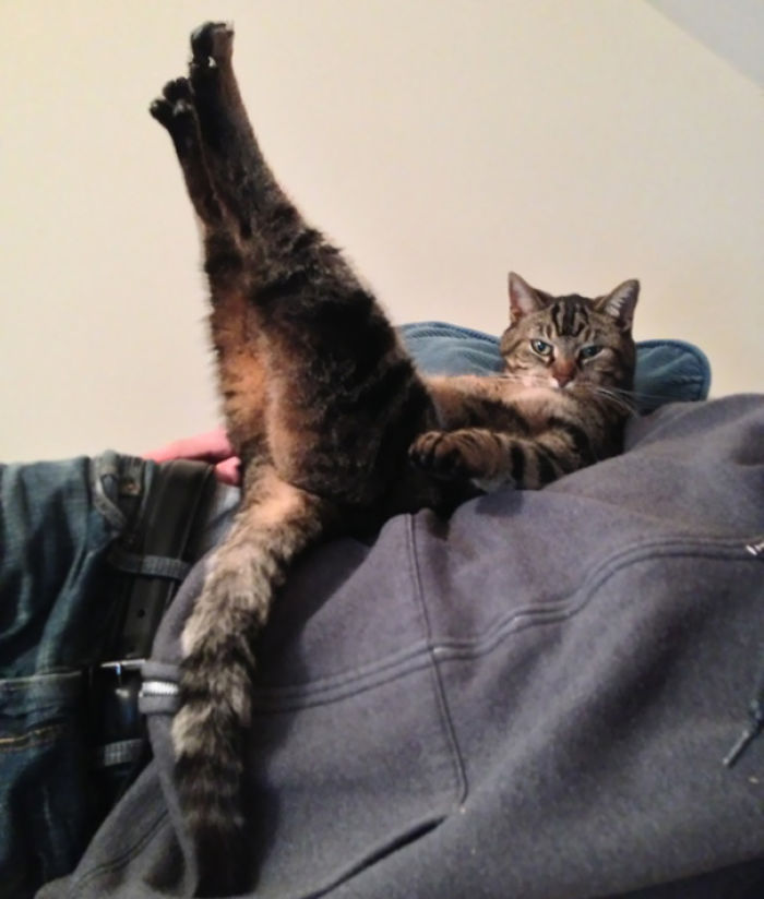 104 Animals That Do Yoga Better Than You 104 Animals That Do Yoga Better Than You