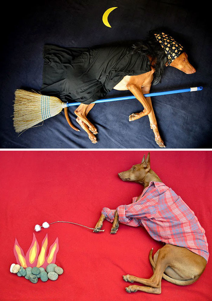 47 Creative Dog Owners Who Did Pawesome Things For Their Dogs 47 Creative Dog Owners Who Did Pawesome Things For Their Dogs