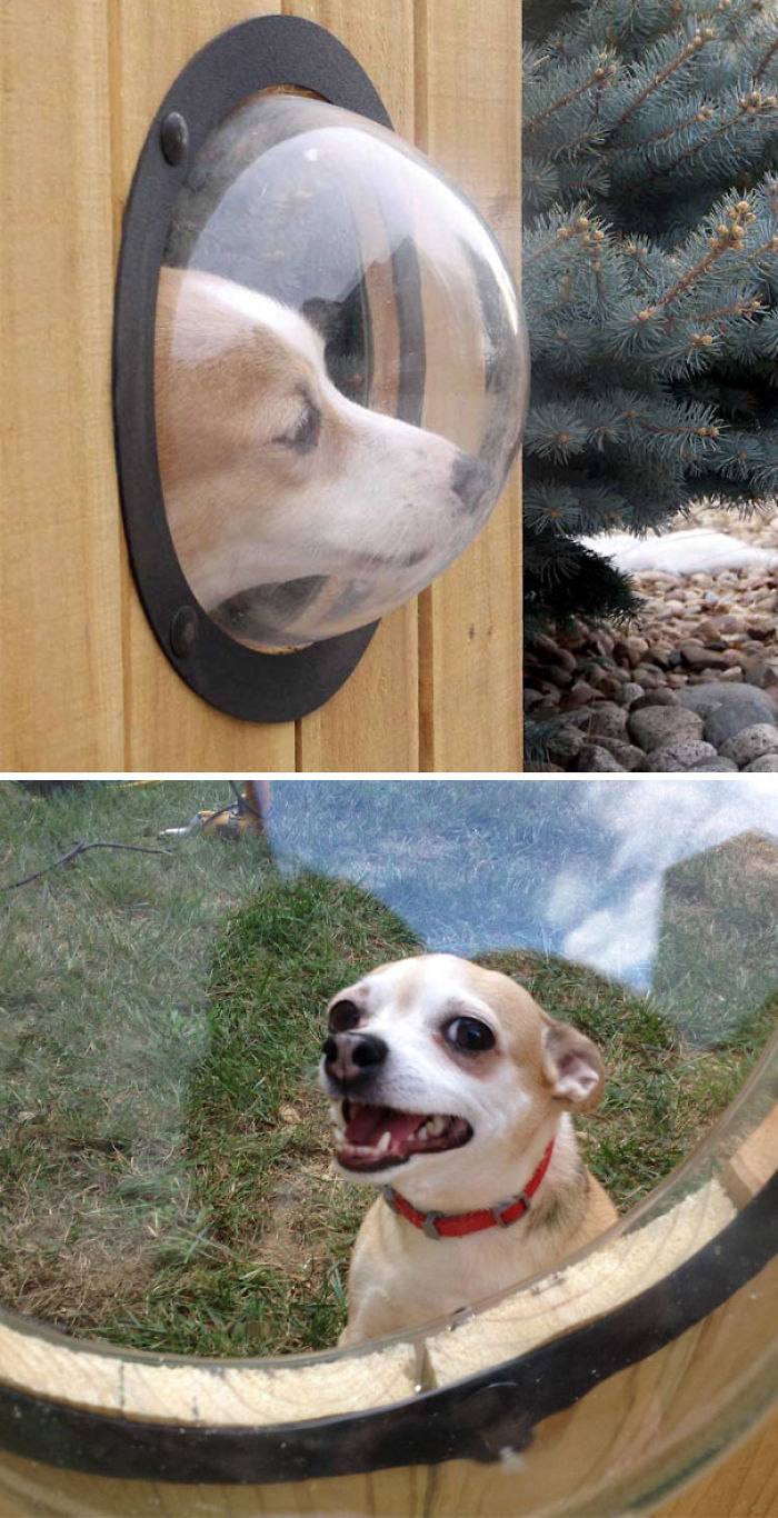 47 Creative Dog Owners Who Did Pawesome Things For Their Dogs 47 Creative Dog Owners Who Did Pawesome Things For Their Dogs