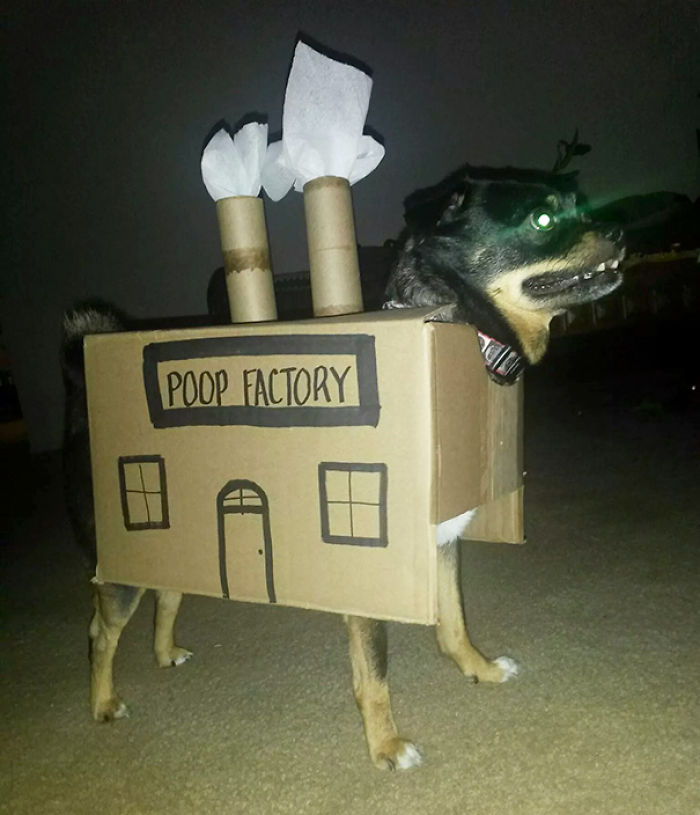 47 Creative Dog Owners Who Did Pawesome Things For Their Dogs 47 Creative Dog Owners Who Did Pawesome Things For Their Dogs