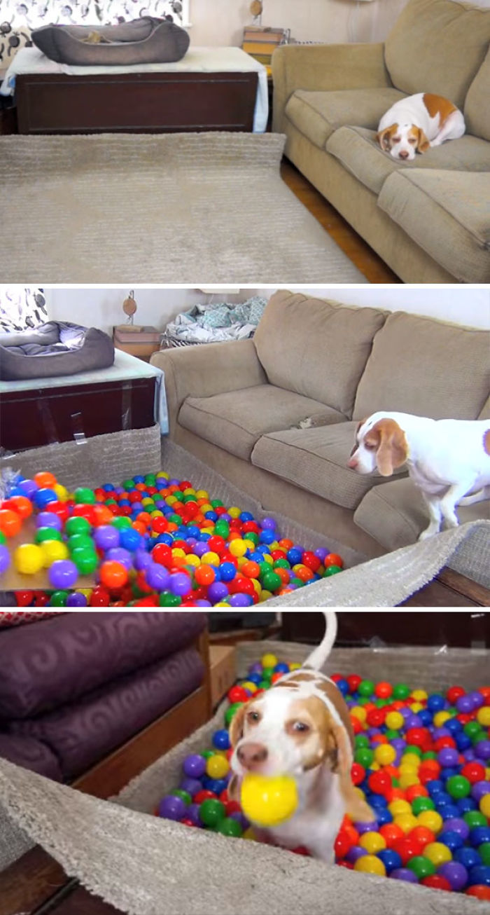 47 Creative Dog Owners Who Did Pawesome Things For Their Dogs 47 Creative Dog Owners Who Did Pawesome Things For Their Dogs