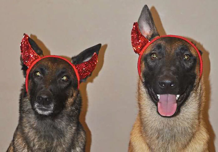 47 Creative Dog Owners Who Did Pawesome Things For Their Dogs 47 Creative Dog Owners Who Did Pawesome Things For Their Dogs