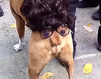 47 Creative Dog Owners Who Did Pawesome Things For Their Dogs 47 Creative Dog Owners Who Did Pawesome Things For Their Dogs