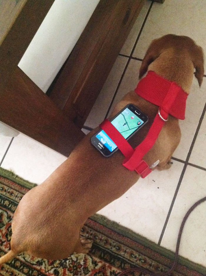 47 Creative Dog Owners Who Did Pawesome Things For Their Dogs 47 Creative Dog Owners Who Did Pawesome Things For Their Dogs