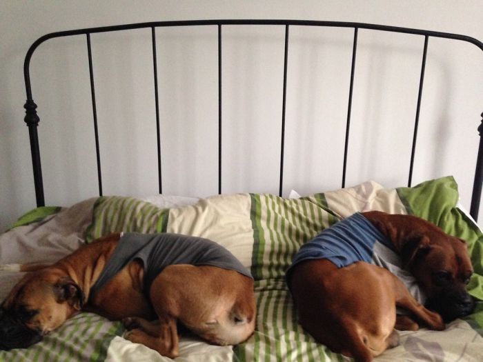 47 Creative Dog Owners Who Did Pawesome Things For Their Dogs 47 Creative Dog Owners Who Did Pawesome Things For Their Dogs