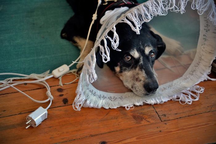 47 Creative Dog Owners Who Did Pawesome Things For Their Dogs 47 Creative Dog Owners Who Did Pawesome Things For Their Dogs