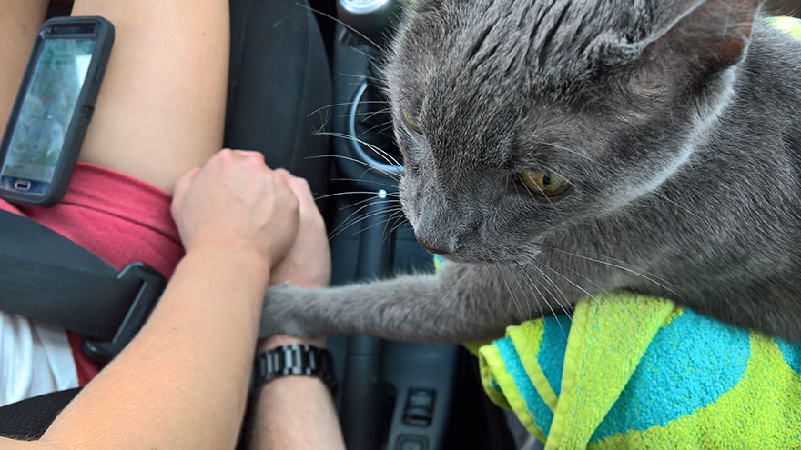 Dying Cat Holds His Owners’ Hands On Their Final Trip Dying Cat Holds His Owners’ Hands On Their Final Trip
