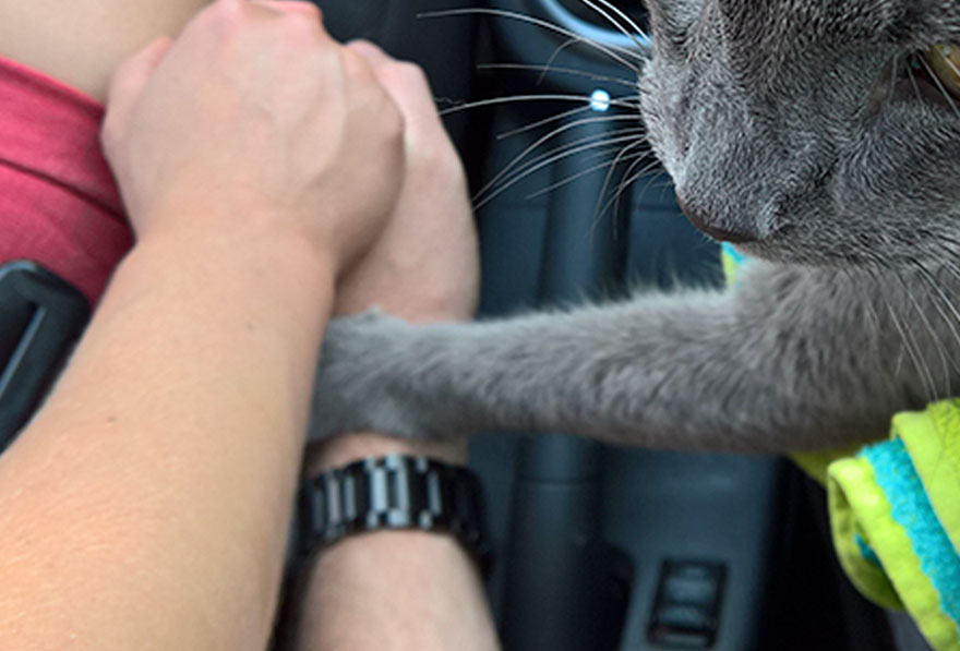 Dying Cat Holds His Owners’ Hands On Their Final Trip Dying Cat Holds His Owners’ Hands On Their Final Trip