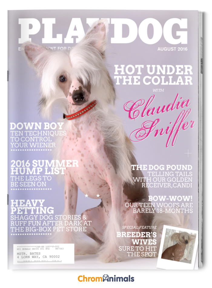 What Magazines Would Look Like If Dogs Ruled The World What Magazines Would Look Like If Dogs Ruled The World