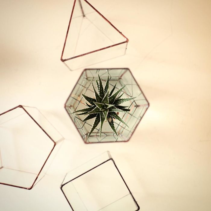 I Reimagined The Terrarium I Reimagined The Terrarium