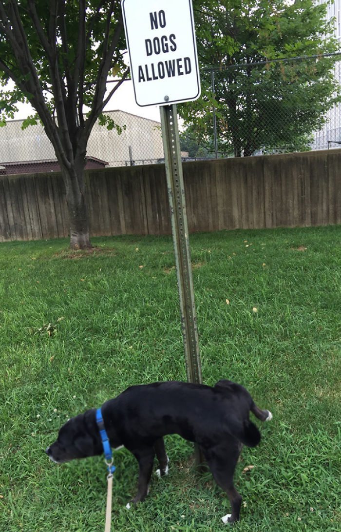 196 First-World Anarchist Who Don’t Give A Damn About Your Rules 196 First-World Anarchist Who Don’t Give A Damn About Your Rules