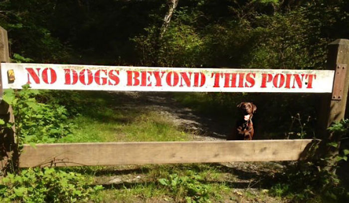 196 First-World Anarchist Who Don’t Give A Damn About Your Rules 196 First-World Anarchist Who Don’t Give A Damn About Your Rules