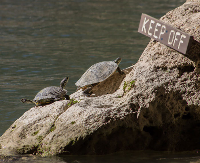 196 First-World Anarchist Who Don’t Give A Damn About Your Rules 196 First-World Anarchist Who Don’t Give A Damn About Your Rules