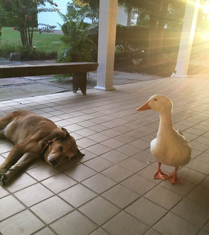 After This Dog’s Best Friend Died, He Was Depressed For 2 Years But Then This Duck Showed Up After This Dog’s Best Friend Died, He Was Depressed For 2 Years But Then This Duck Showed Up