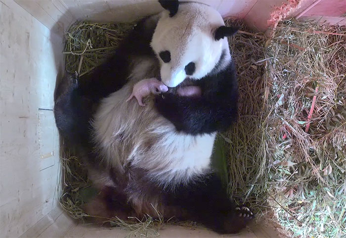 Giant Panda Surprises Zookeepers With Twin Cubs, While Scans Only Showed One Cub