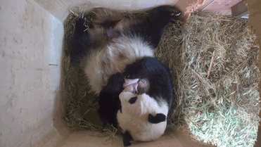 Giant Panda Surprises Zookeepers With Twin Cubs, While Scans Only Showed One Cub