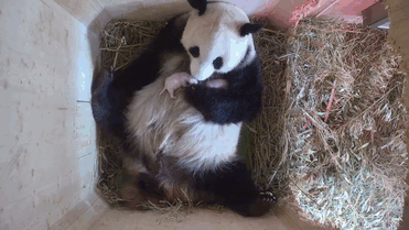 Giant Panda Surprises Zookeepers With Twin Cubs, While Scans Only Showed One Cub