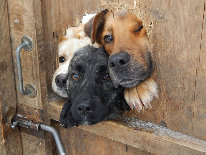 105 Desperate Dogs Who Just Want To Say Hi