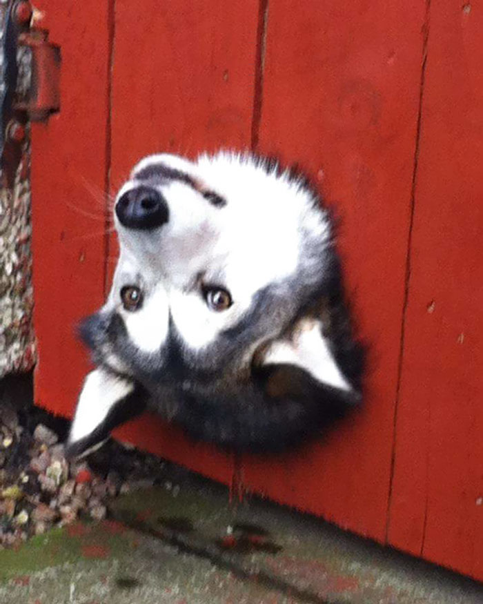 105 Desperate Dogs Who Just Want To Say Hi